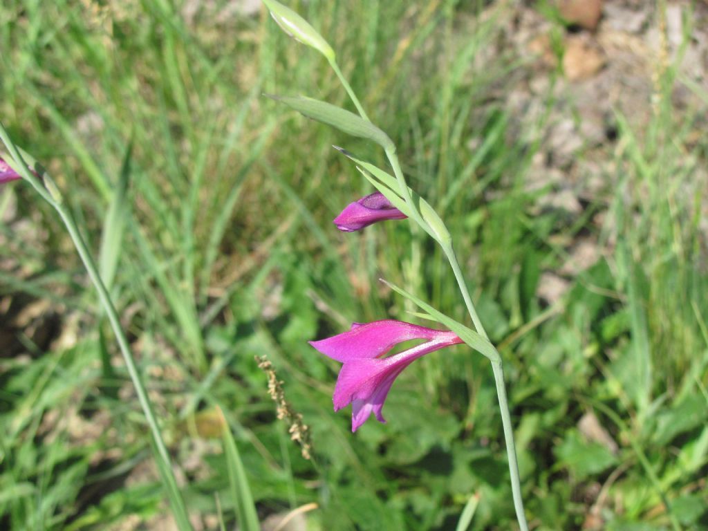 Gladiolus palustris?